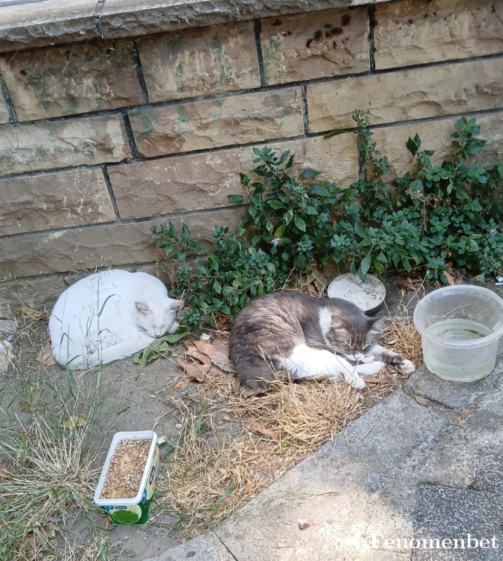 Hanife37 tarafından paylaşıldı