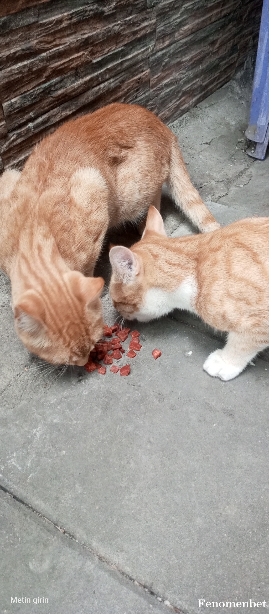 Hakanali67 tarafından paylaşıldı