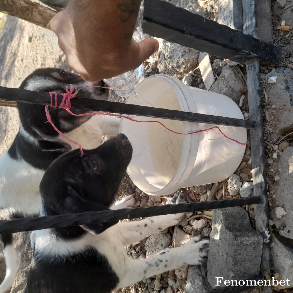 Mamireis06 tarafından paylaşıldı
