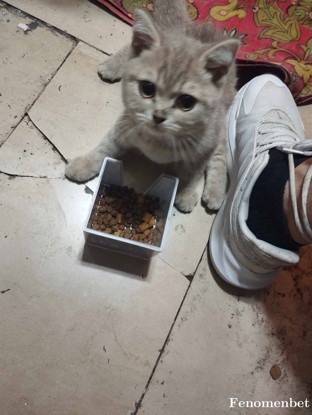 Aykut54 tarafından paylaşıldı