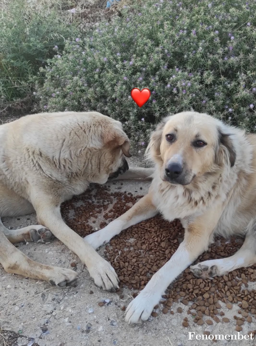 Canancc tarafından paylaşıldı