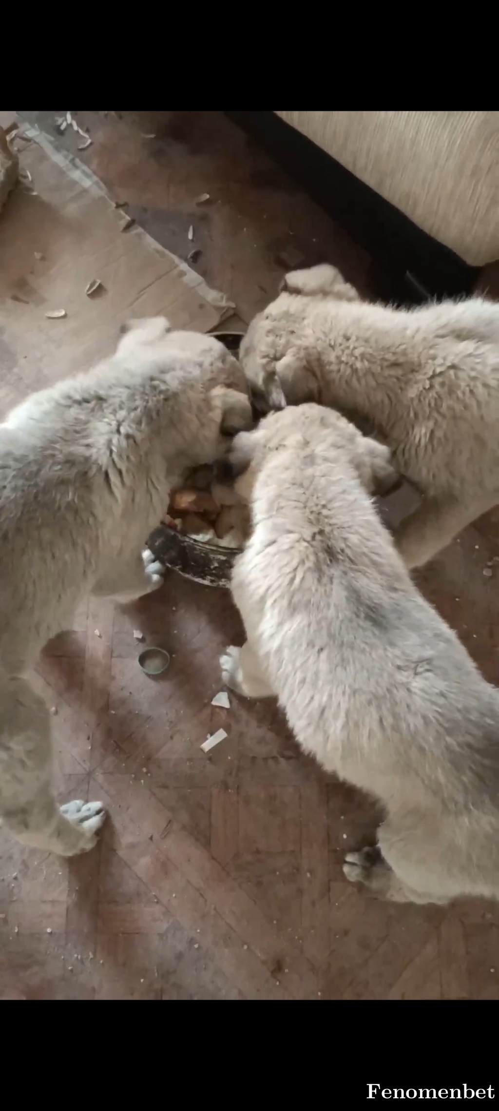 Sansar44 tarafından paylaşıldı