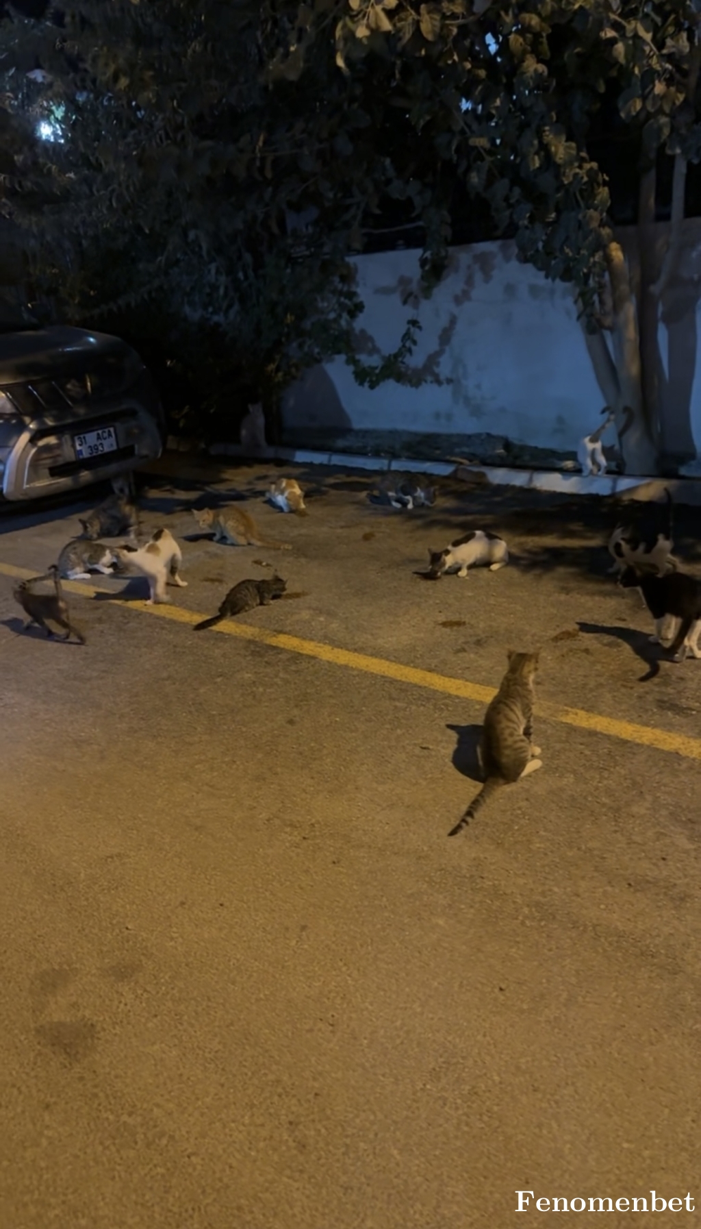 furkantml5 tarafından paylaşıldı