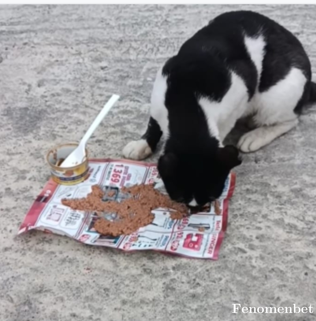 Ozokkk tarafından paylaşıldı