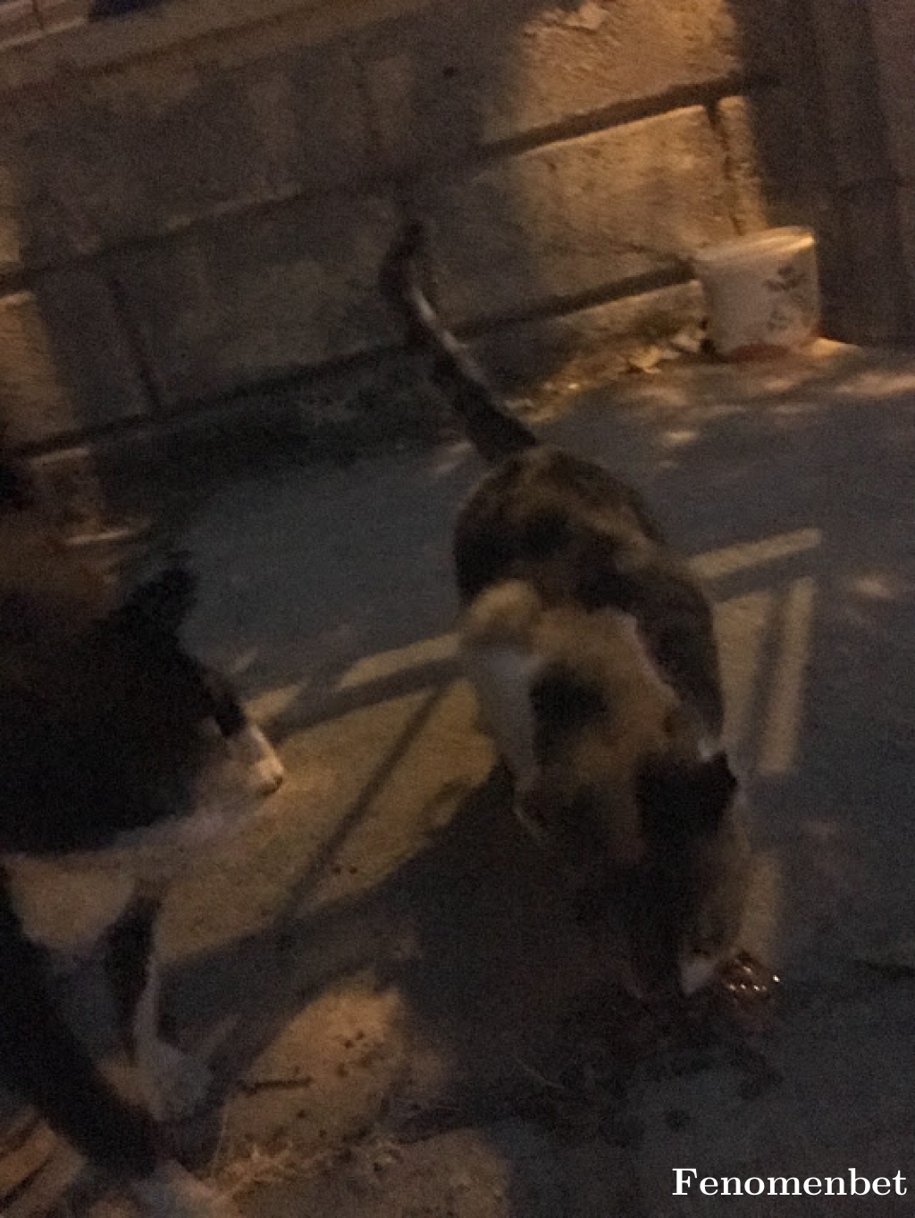 yilmaz1965 tarafından paylaşıldı