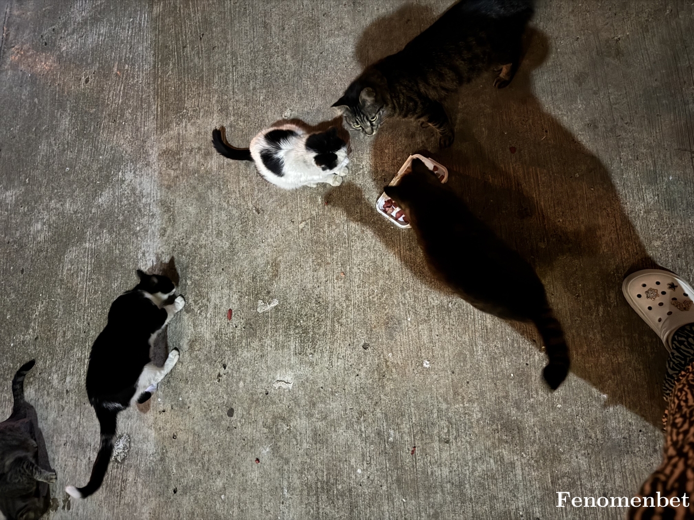 Ndnr16 tarafından paylaşıldı