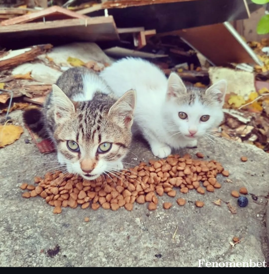 Mehmetali4801 tarafından paylaşıldı