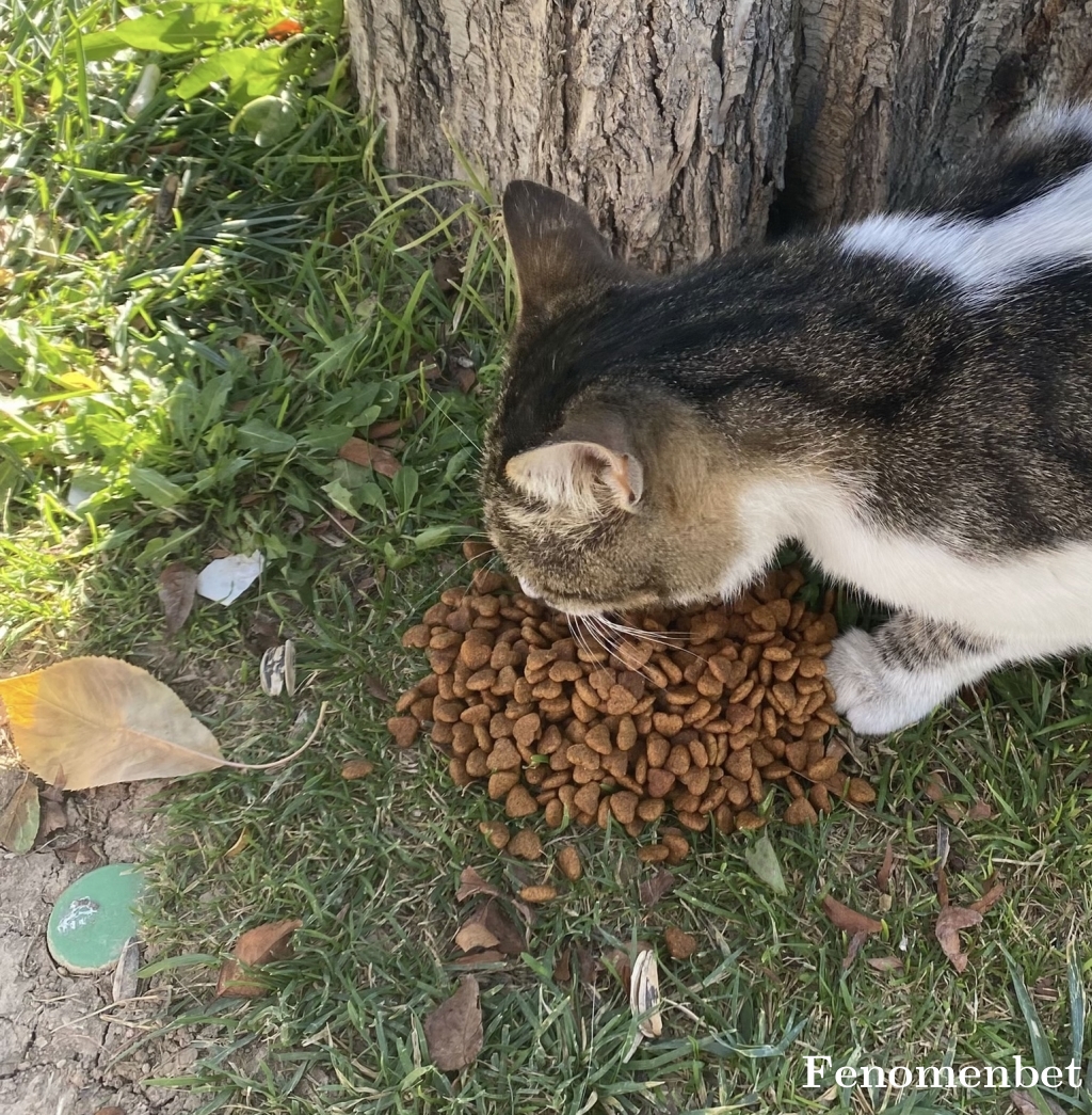 yakupumuc3 tarafından paylaşıldı