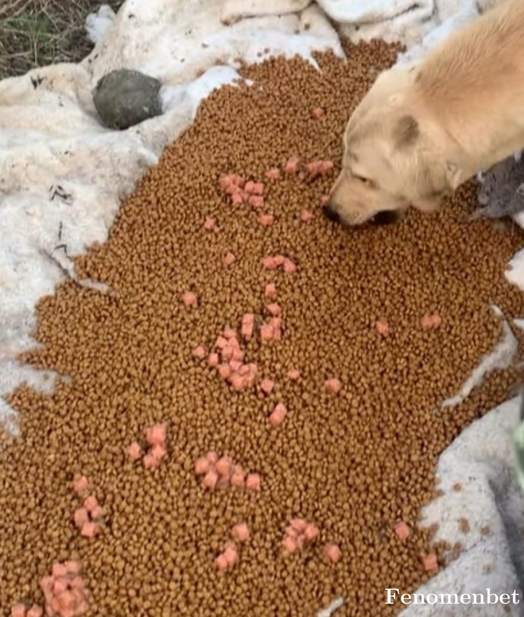 Matrix041 tarafından paylaşıldı