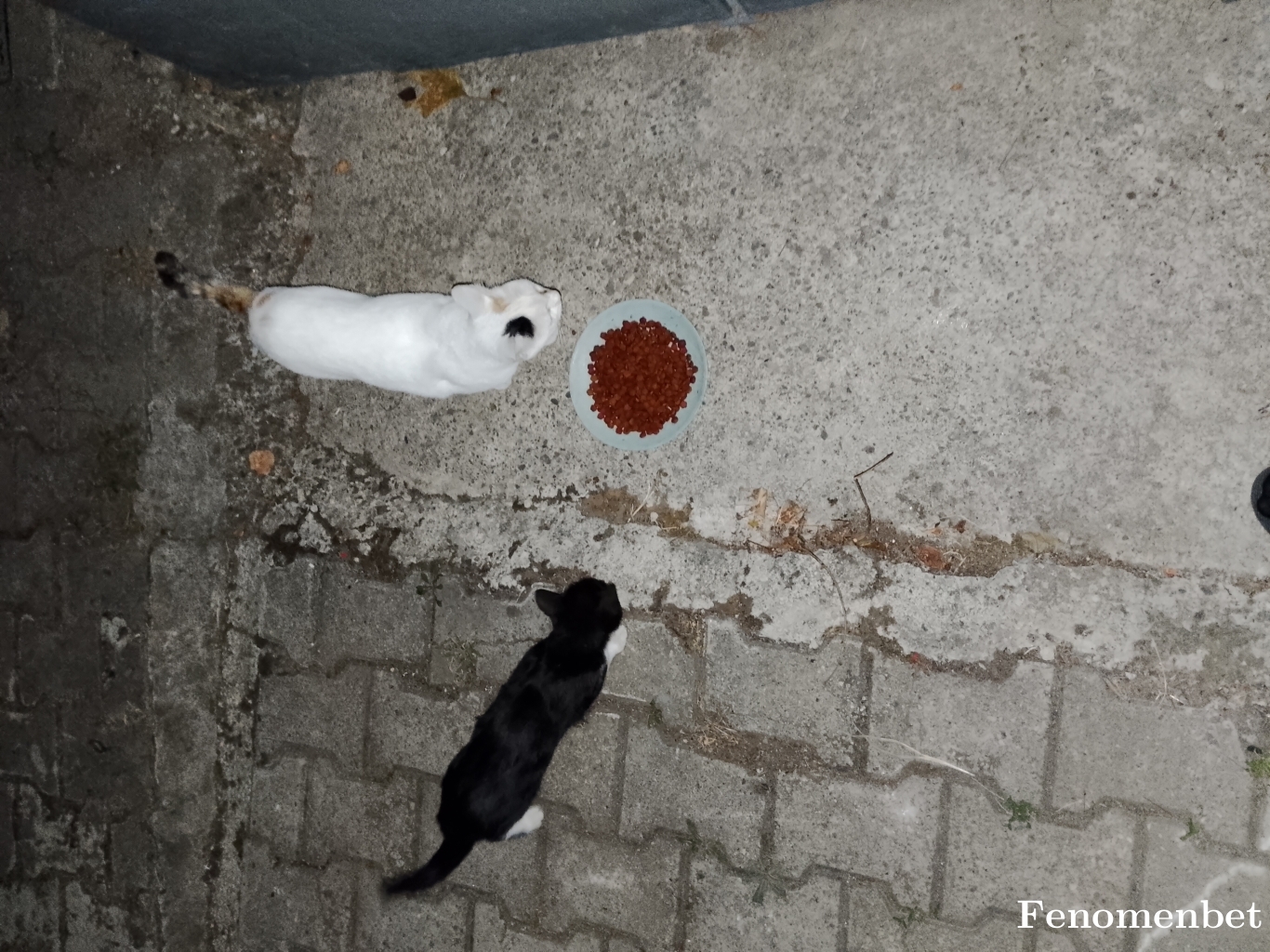 Akinemre81  tarafından paylaşıldı