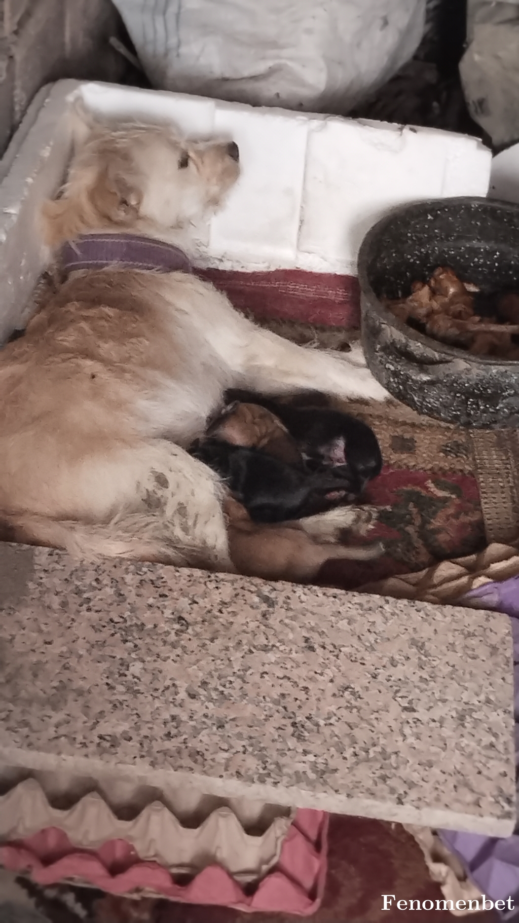 marimiri tarafından paylaşıldı