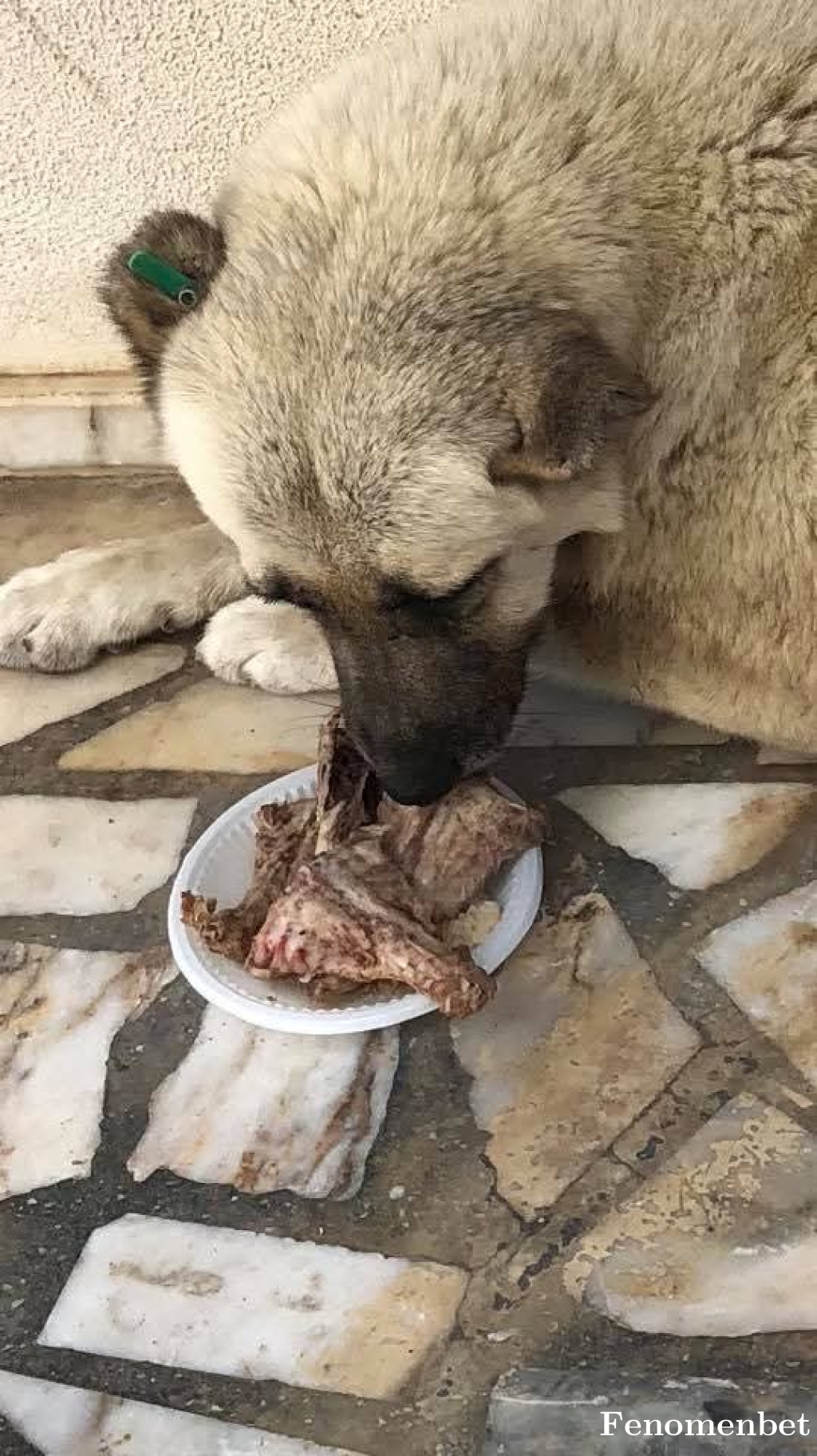 Kaplan00709 tarafından paylaşıldı