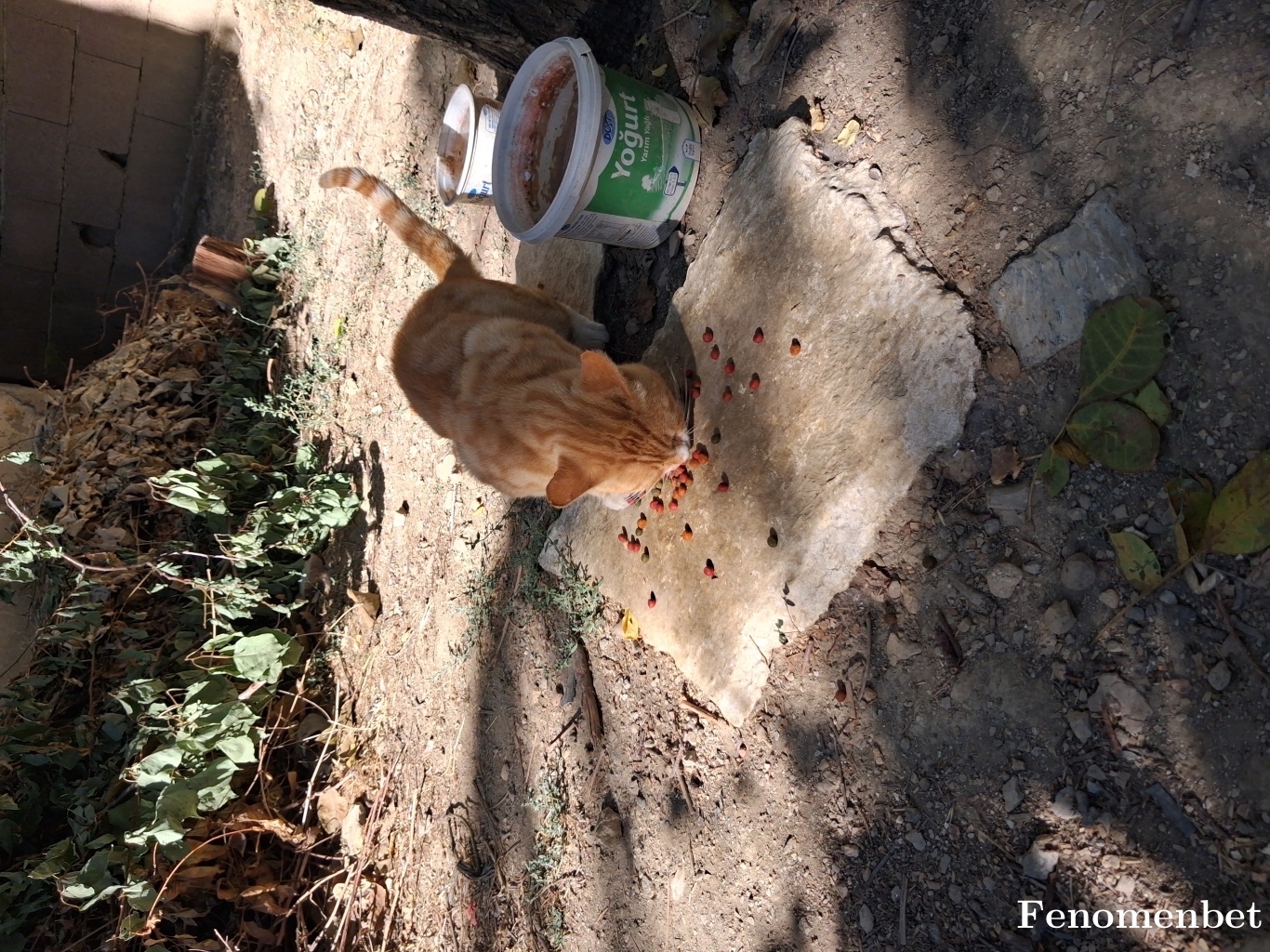 Memo070708  tarafından paylaşıldı