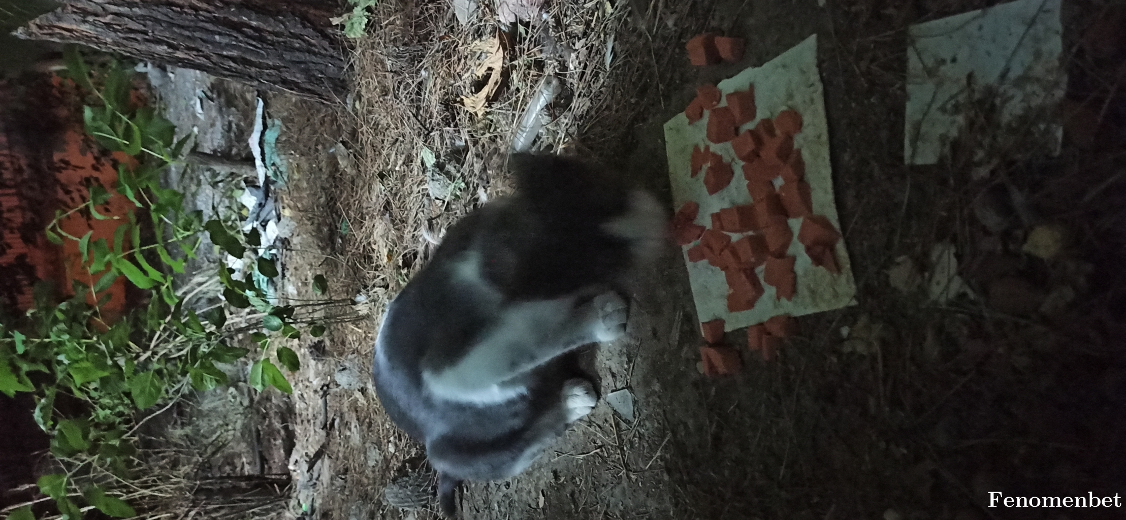 Amed2135 tarafından paylaşıldı