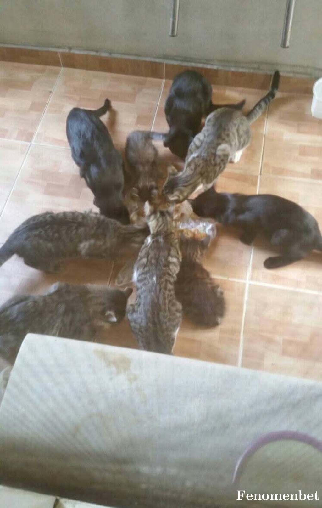 firstjudgment  tarafından paylaşıldı