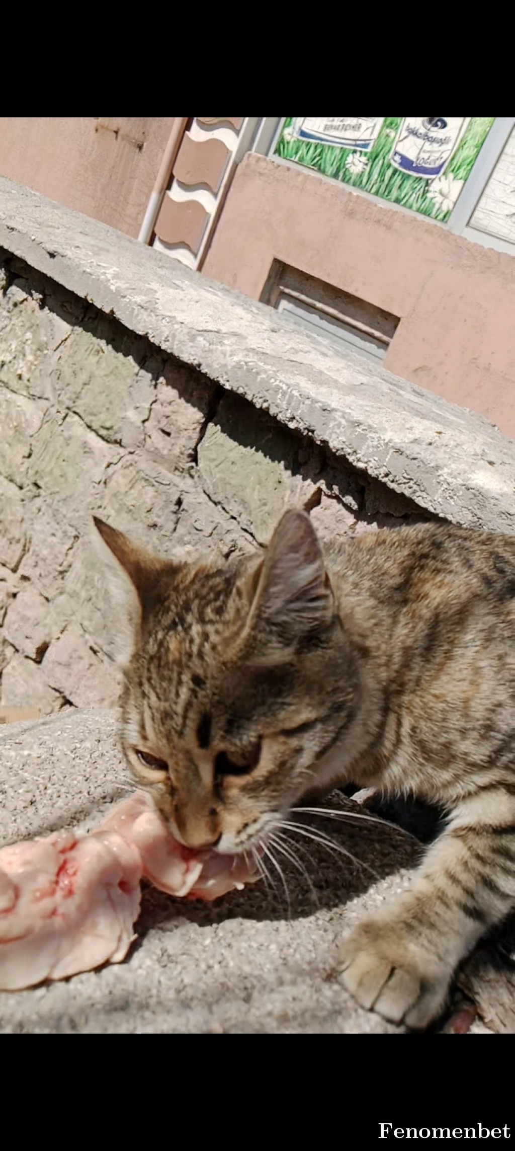 nesetacer tarafından paylaşıldı