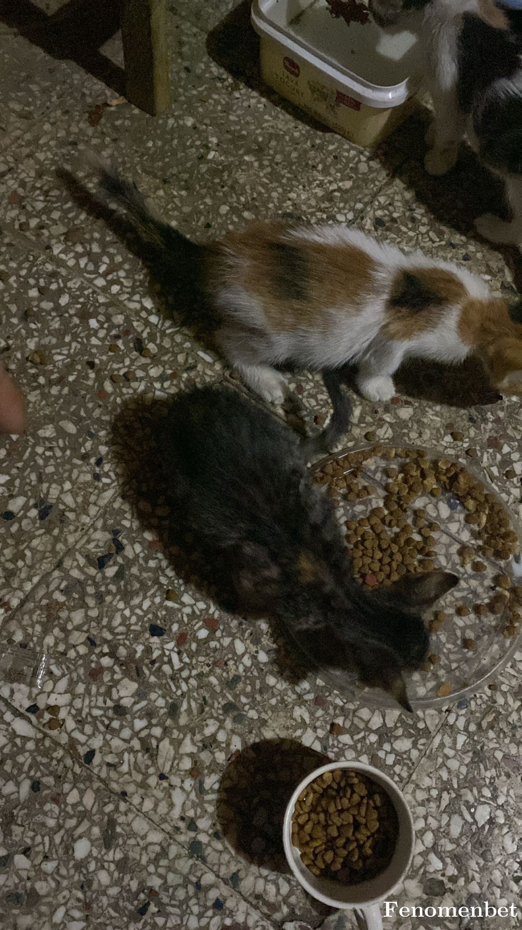 Muvaffak1466 tarafından paylaşıldı