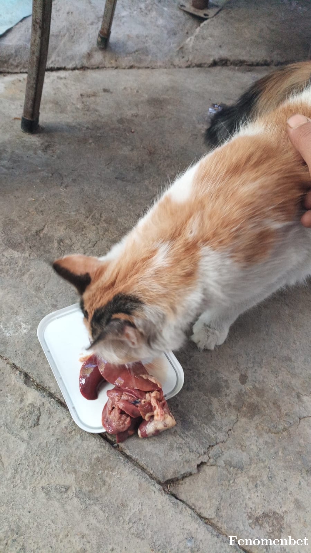 smt414 tarafından paylaşıldı