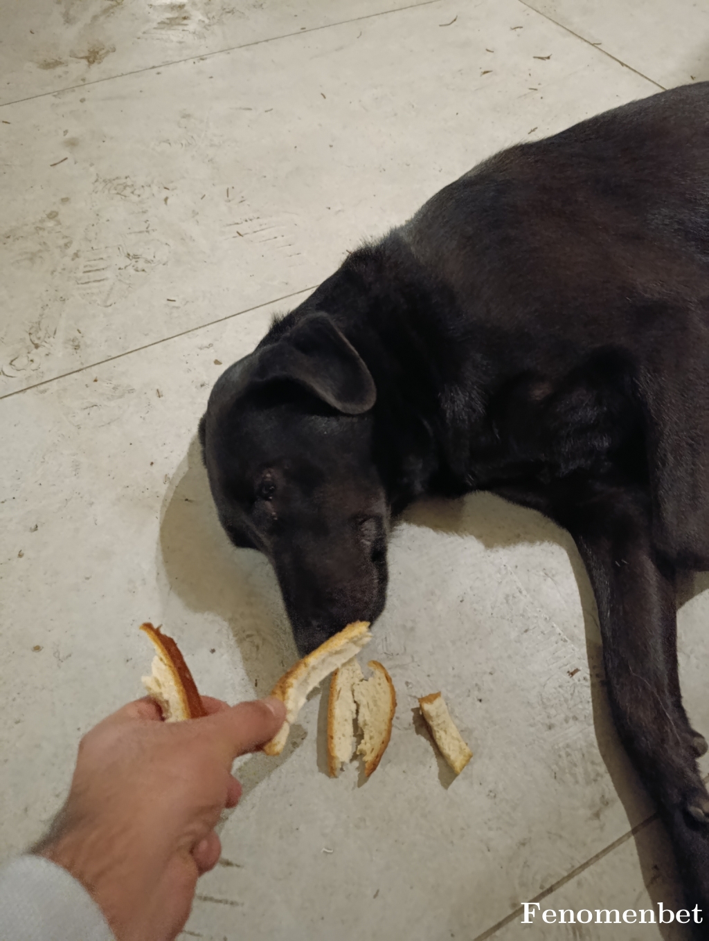 Musti13 tarafından paylaşıldı