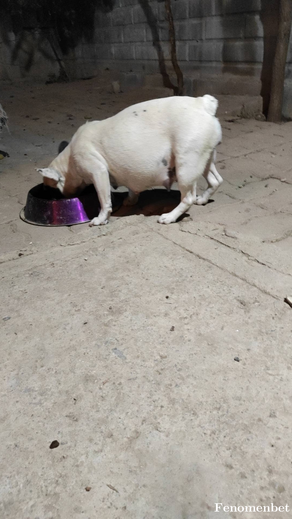 esmaayaz tarafından paylaşıldı