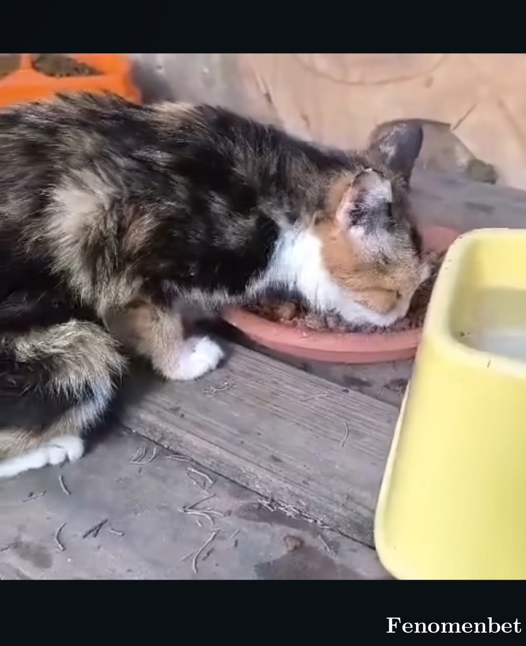 KaraKartal01 tarafından paylaşıldı