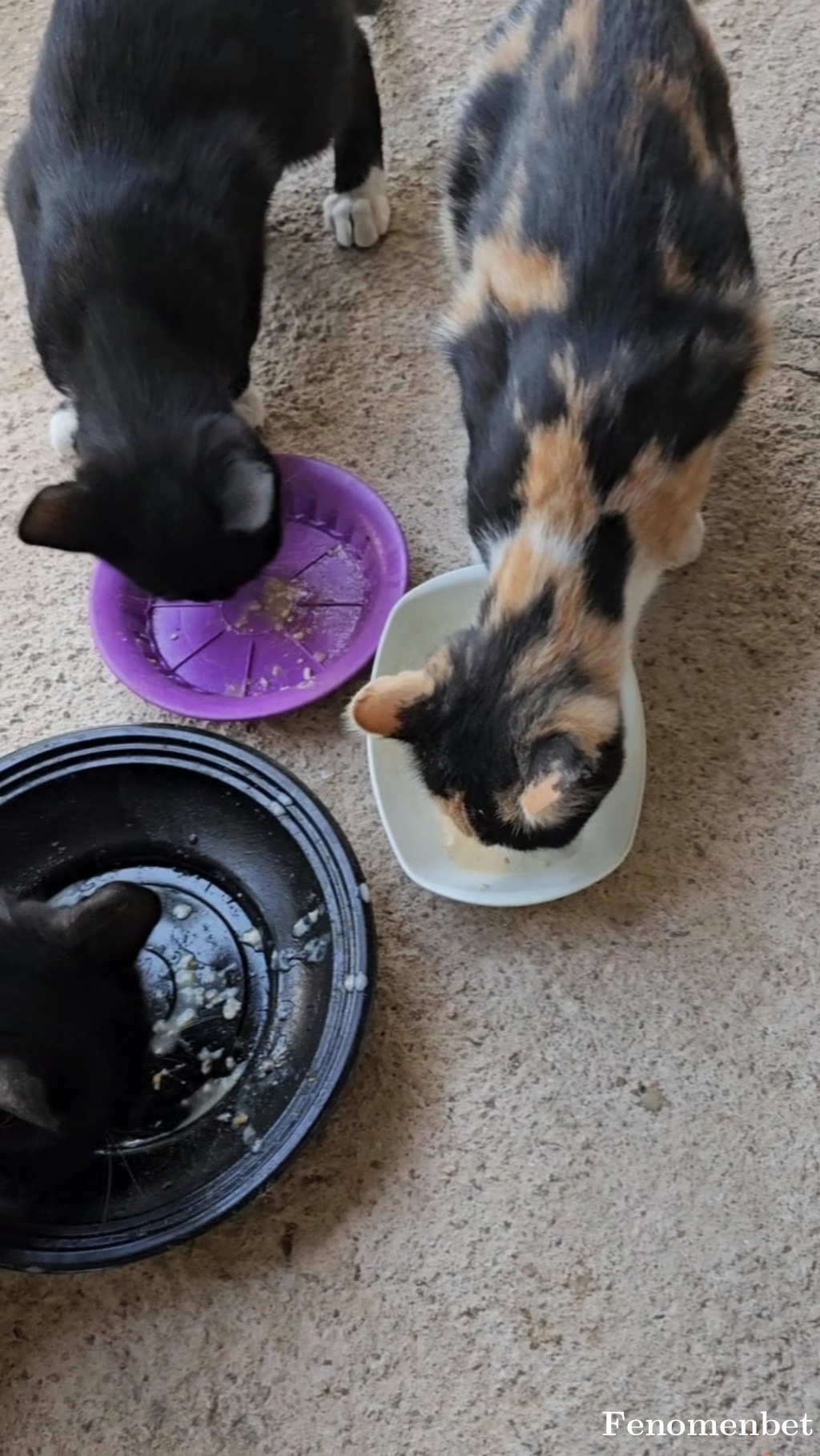 Memoksdg1 tarafından paylaşıldı