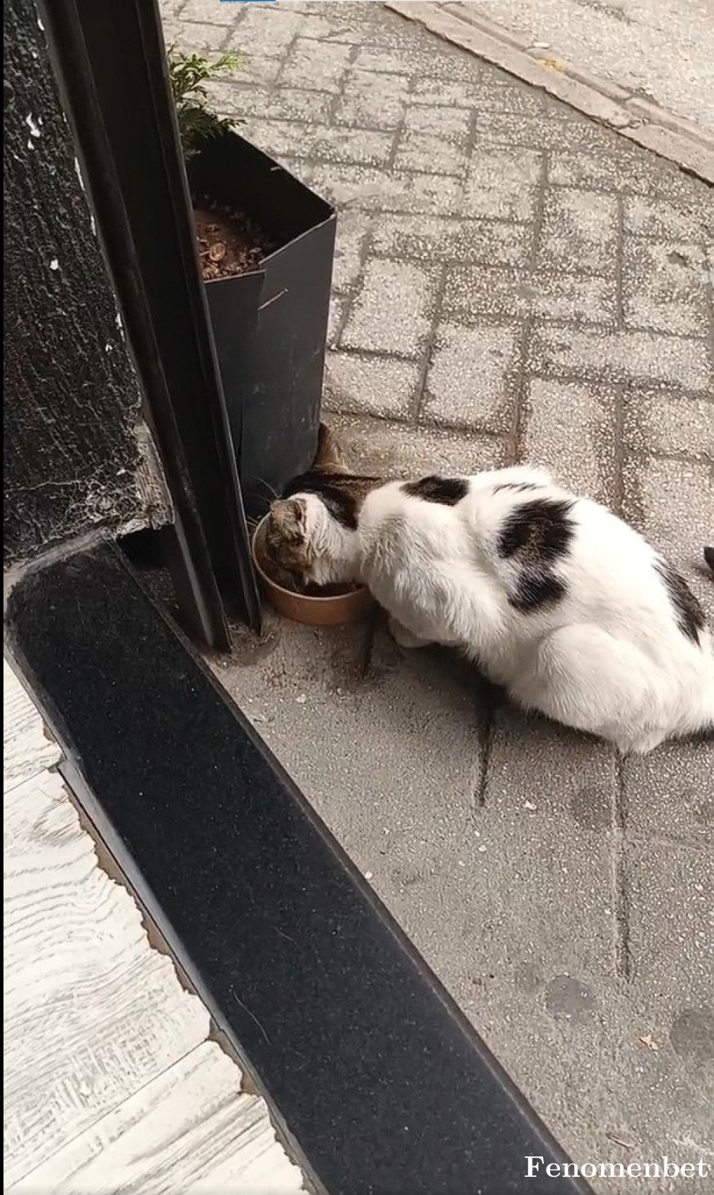 frknsrds tarafından paylaşıldı