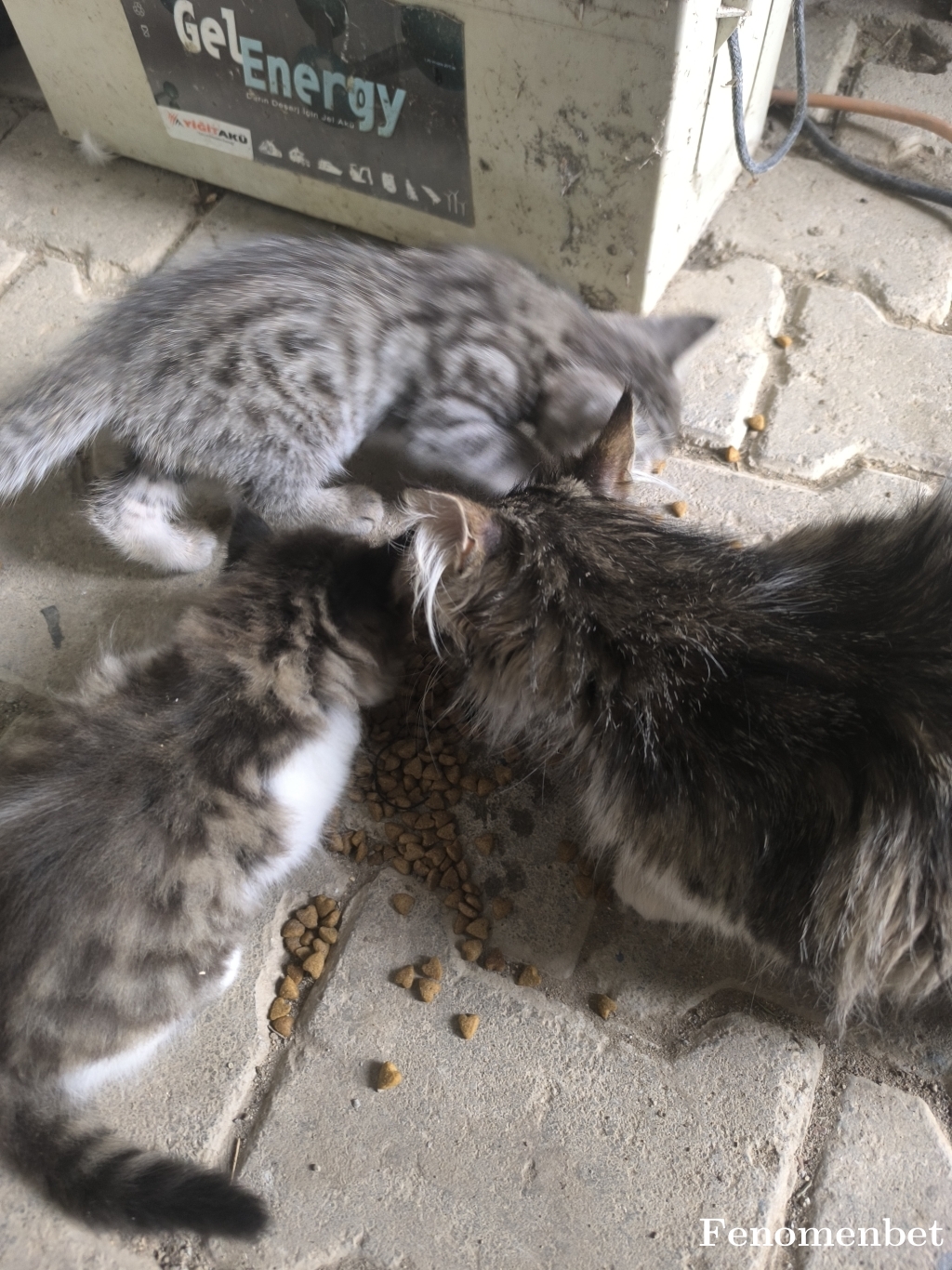 Cinocy00 tarafından paylaşıldı