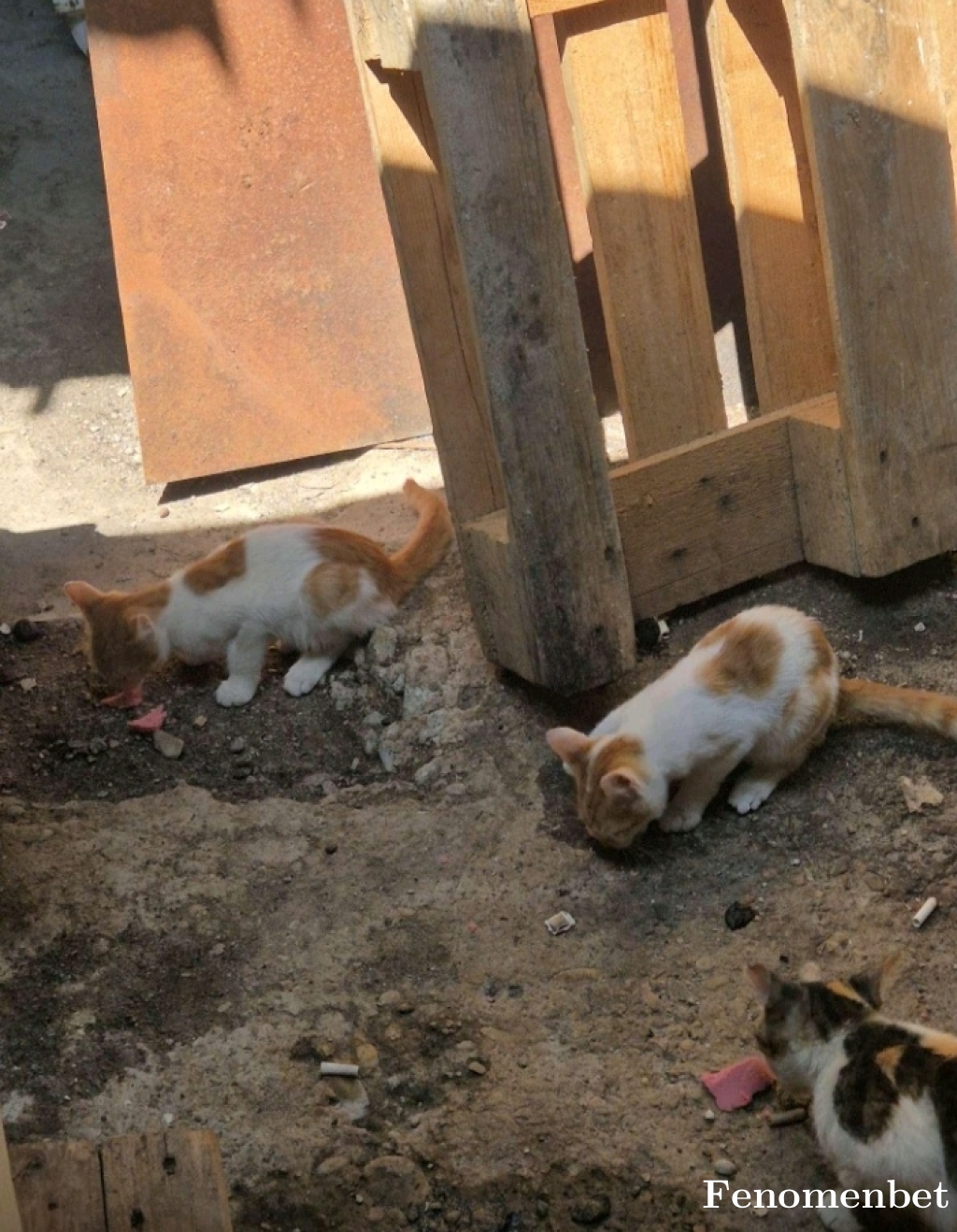 ysf1995 tarafından paylaşıldı