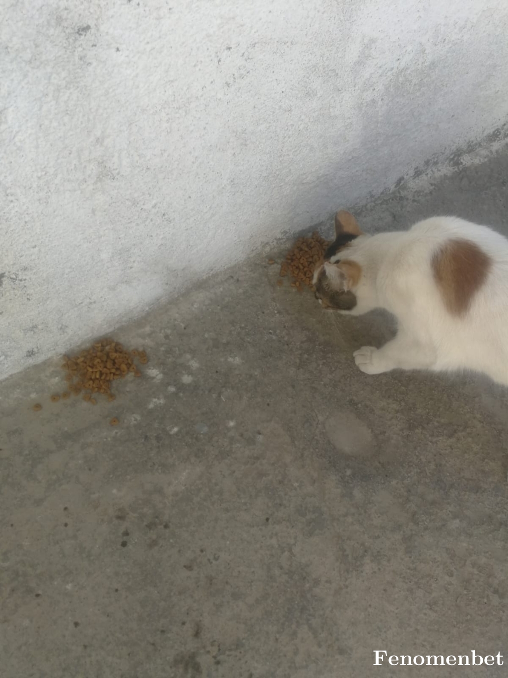 kcm35 tarafından paylaşıldı