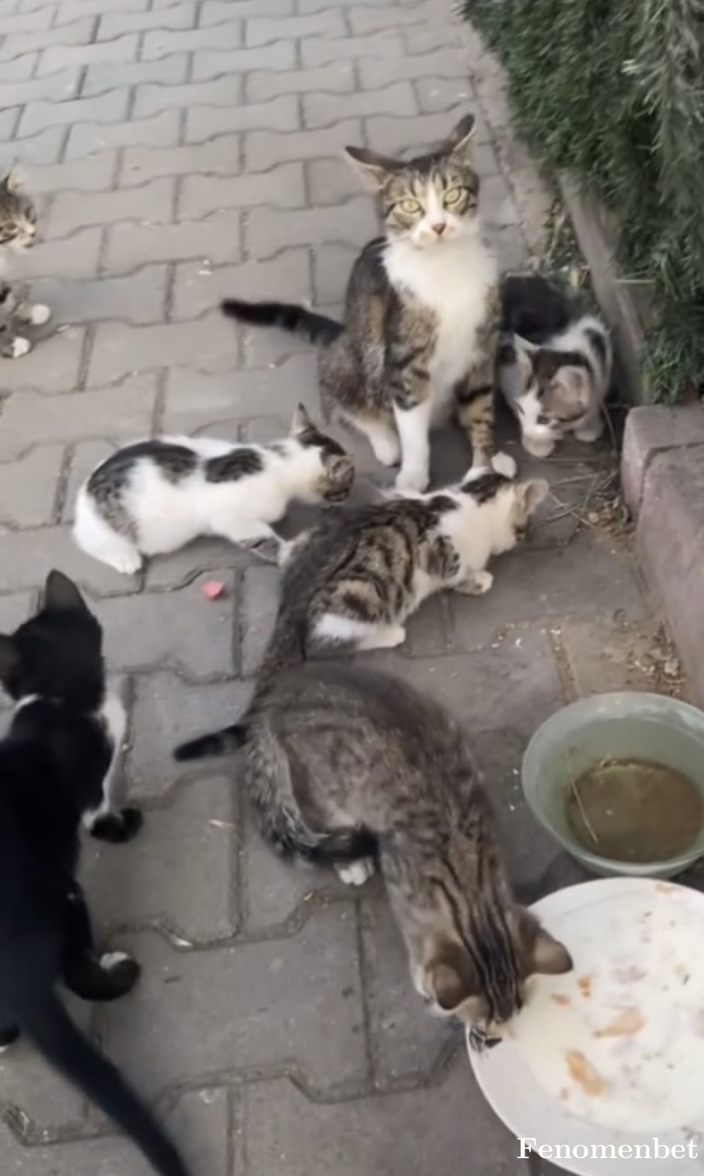 Moondan08 tarafından paylaşıldı