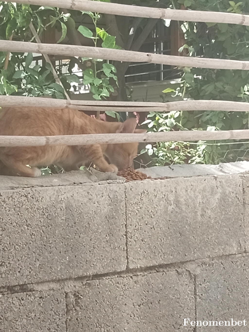 Ades1907 tarafından paylaşıldı