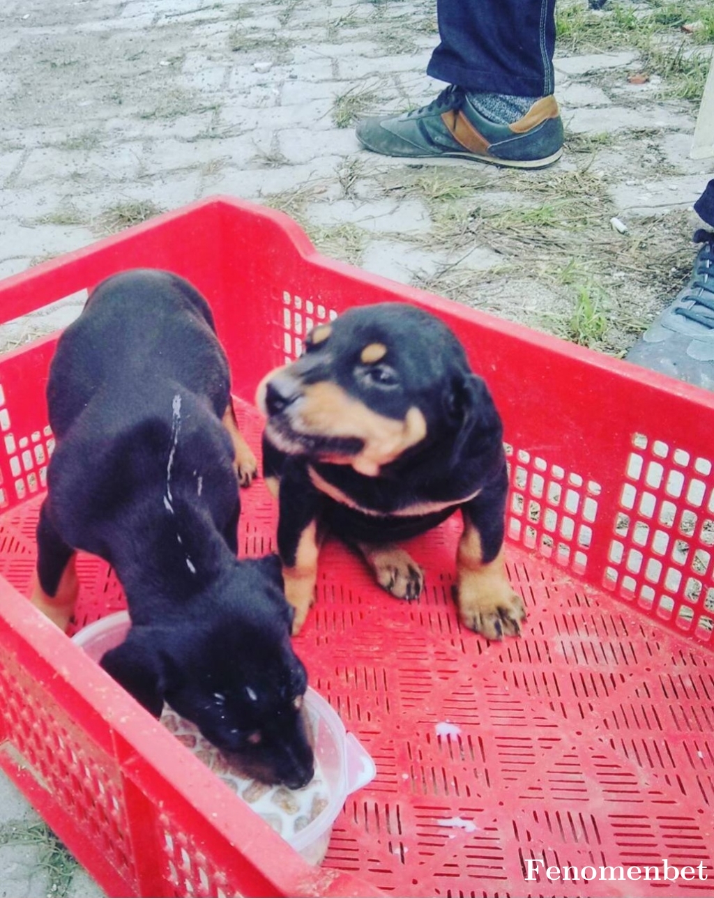 Sturidge tarafından paylaşıldı