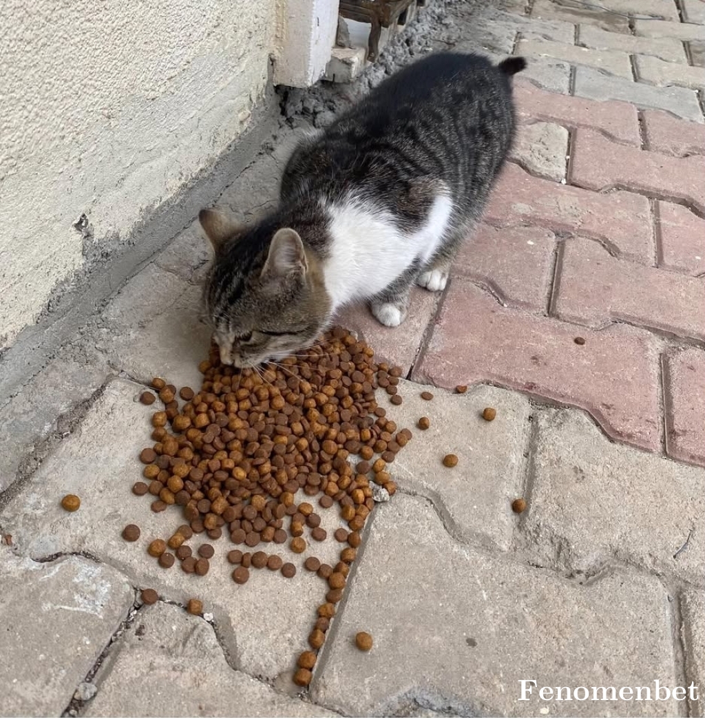 Meksikali7 tarafından paylaşıldı