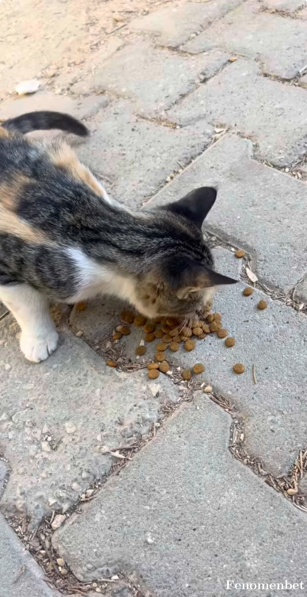 zeroni123 tarafından paylaşıldı