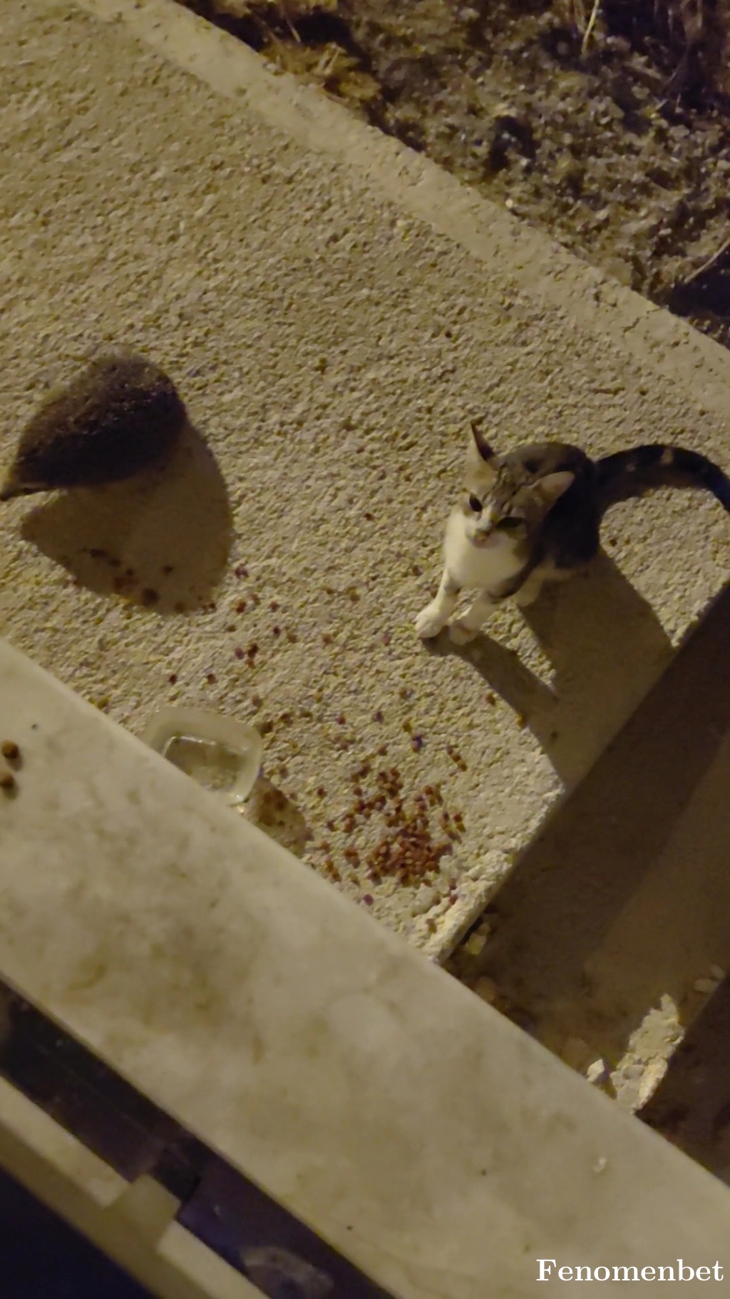 NilgunGuclucan tarafından paylaşıldı