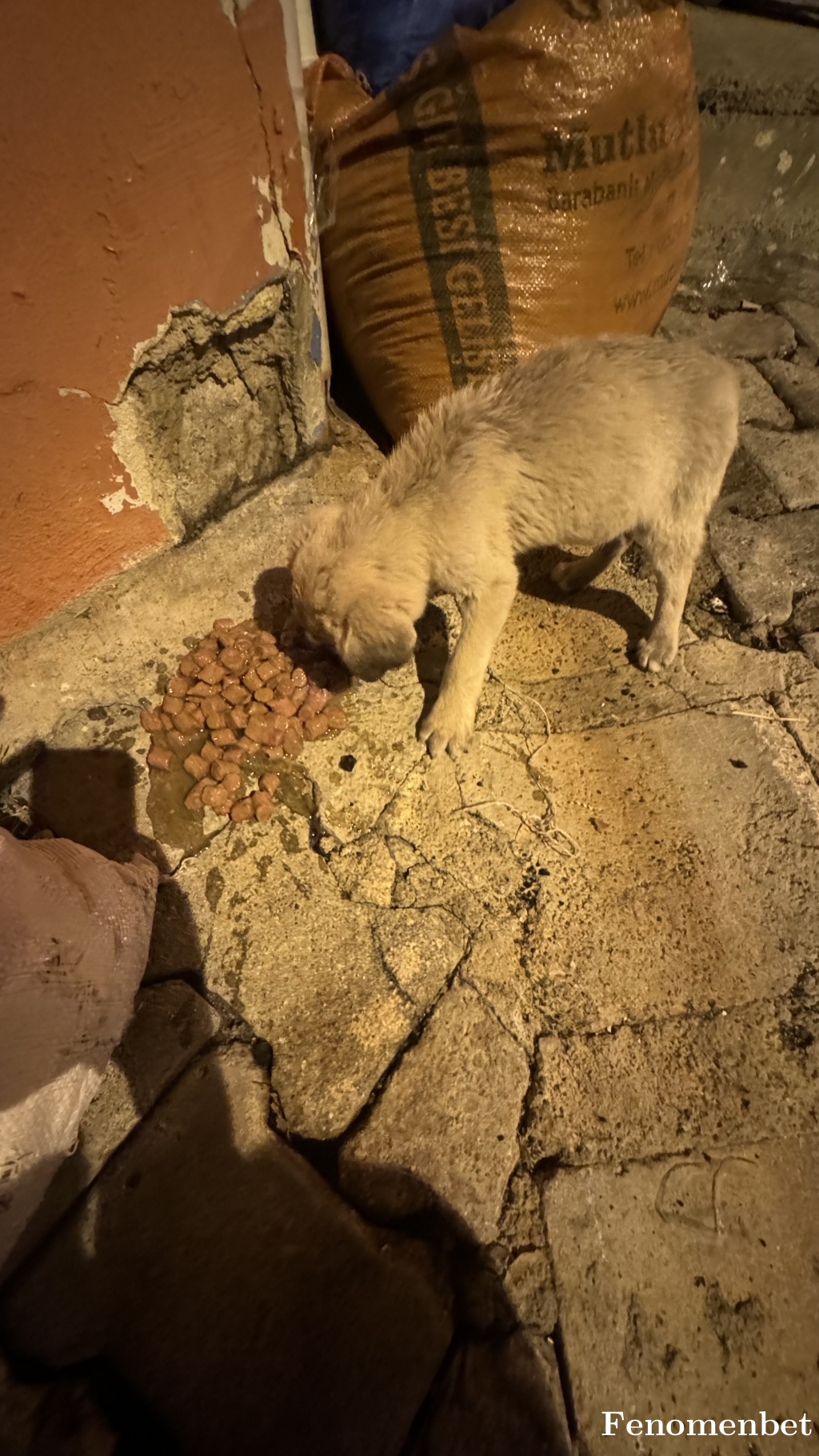 Xyzmstf tarafından paylaşıldı