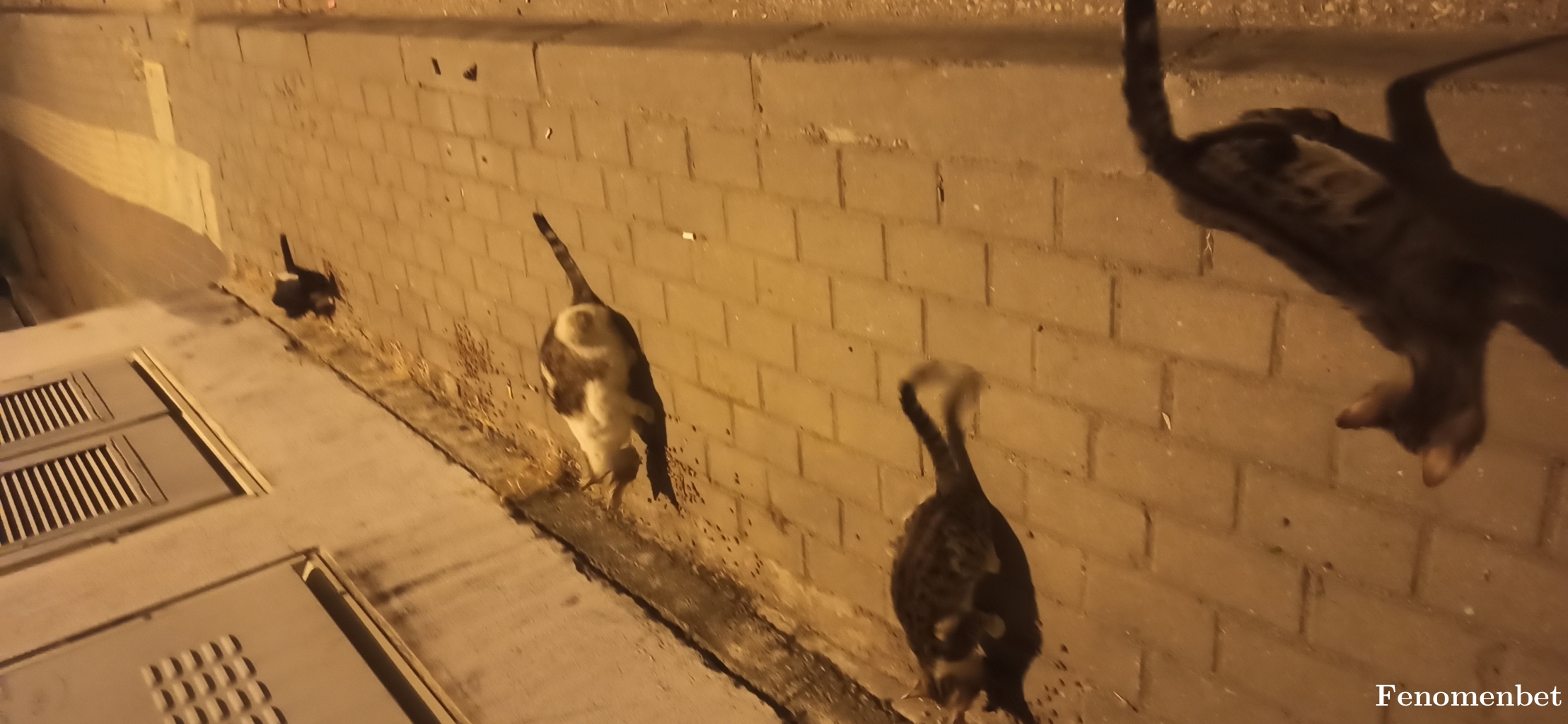 gonulmese tarafından paylaşıldı