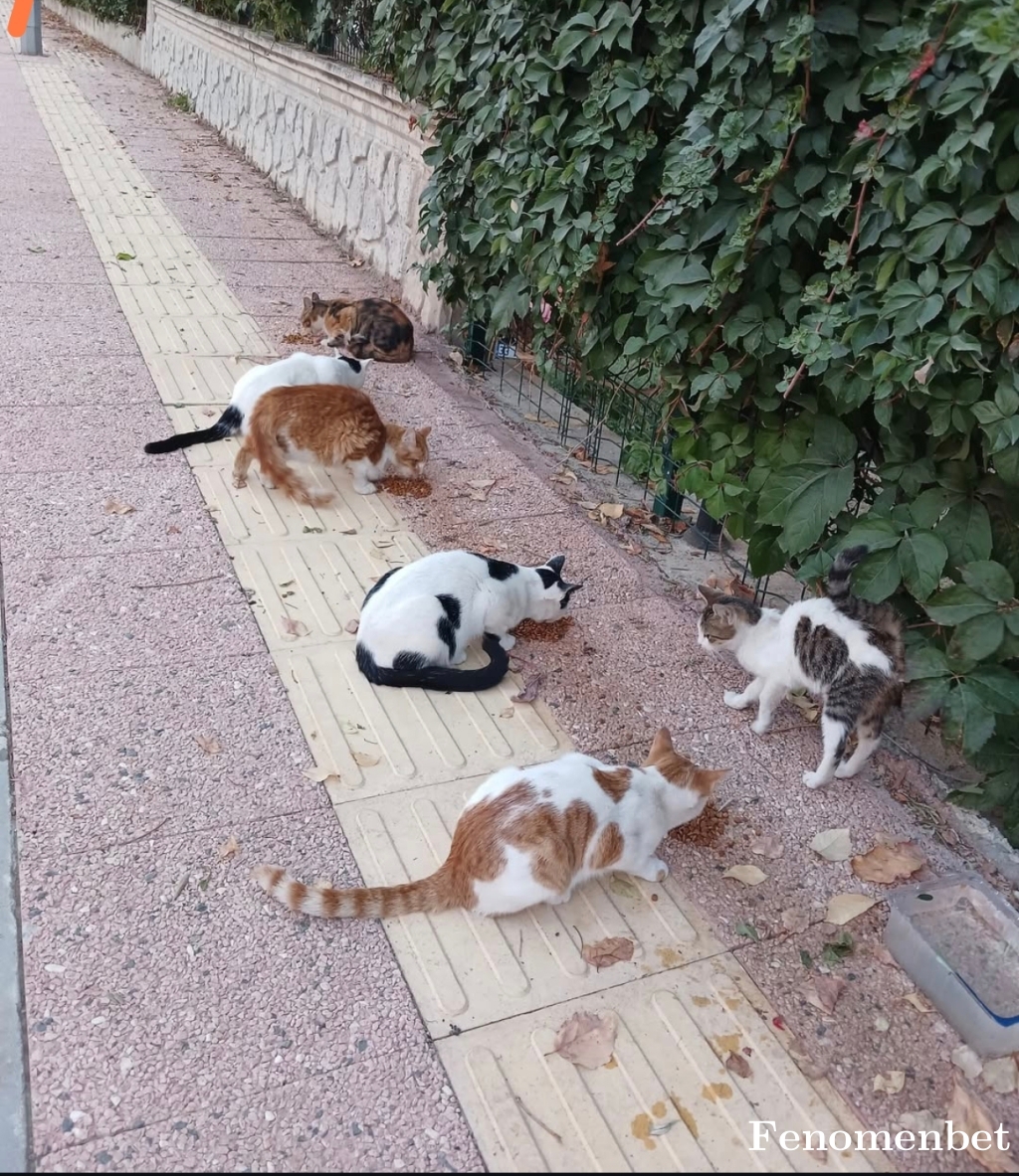 Talha26 tarafından paylaşıldı