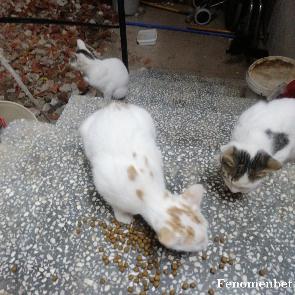 Niyazi6323 tarafından paylaşıldı