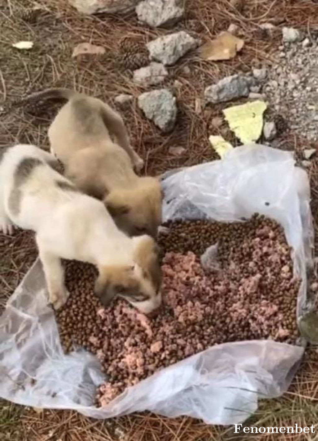 ilksen2023 tarafından paylaşıldı