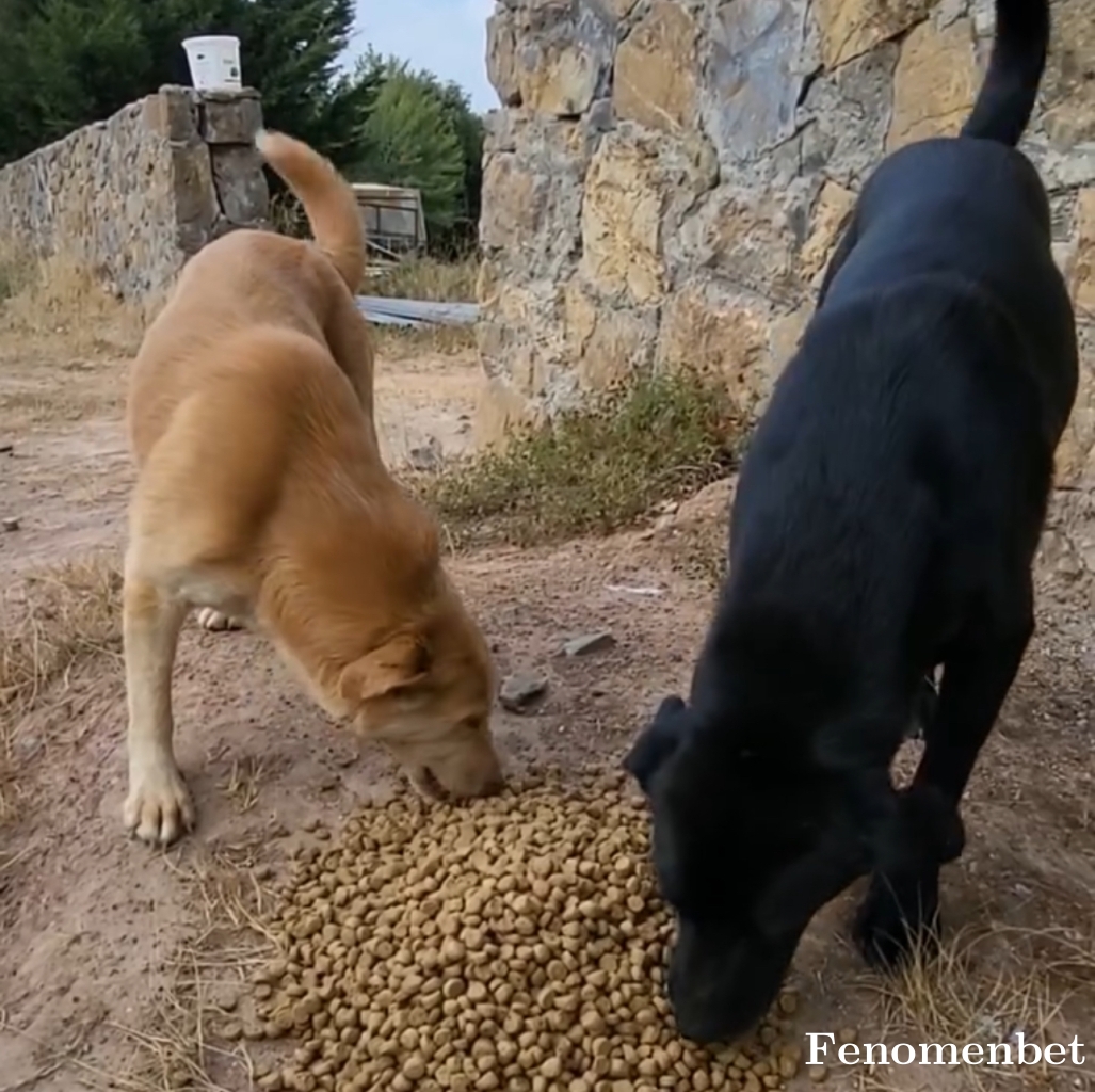 Seldag tarafından paylaşıldı