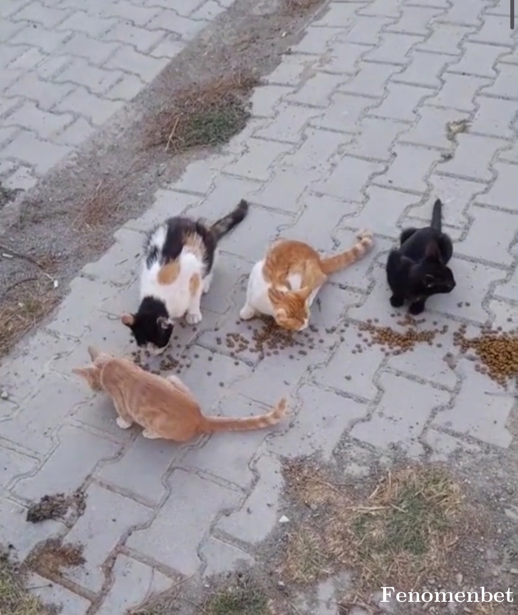 simmua19 tarafından paylaşıldı