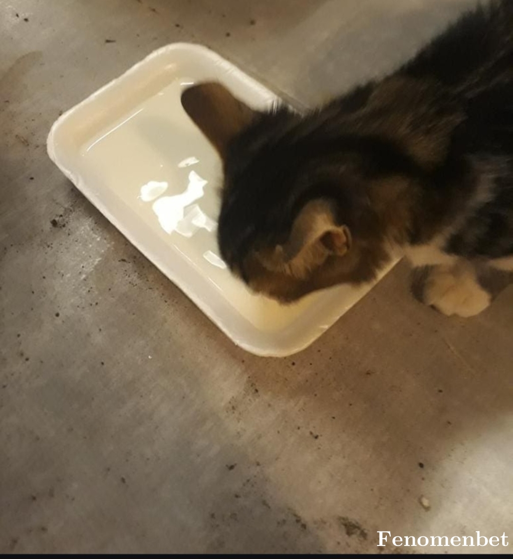 Umutwww tarafından paylaşıldı