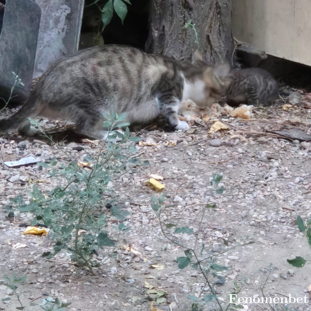 Heijan tarafından paylaşıldı