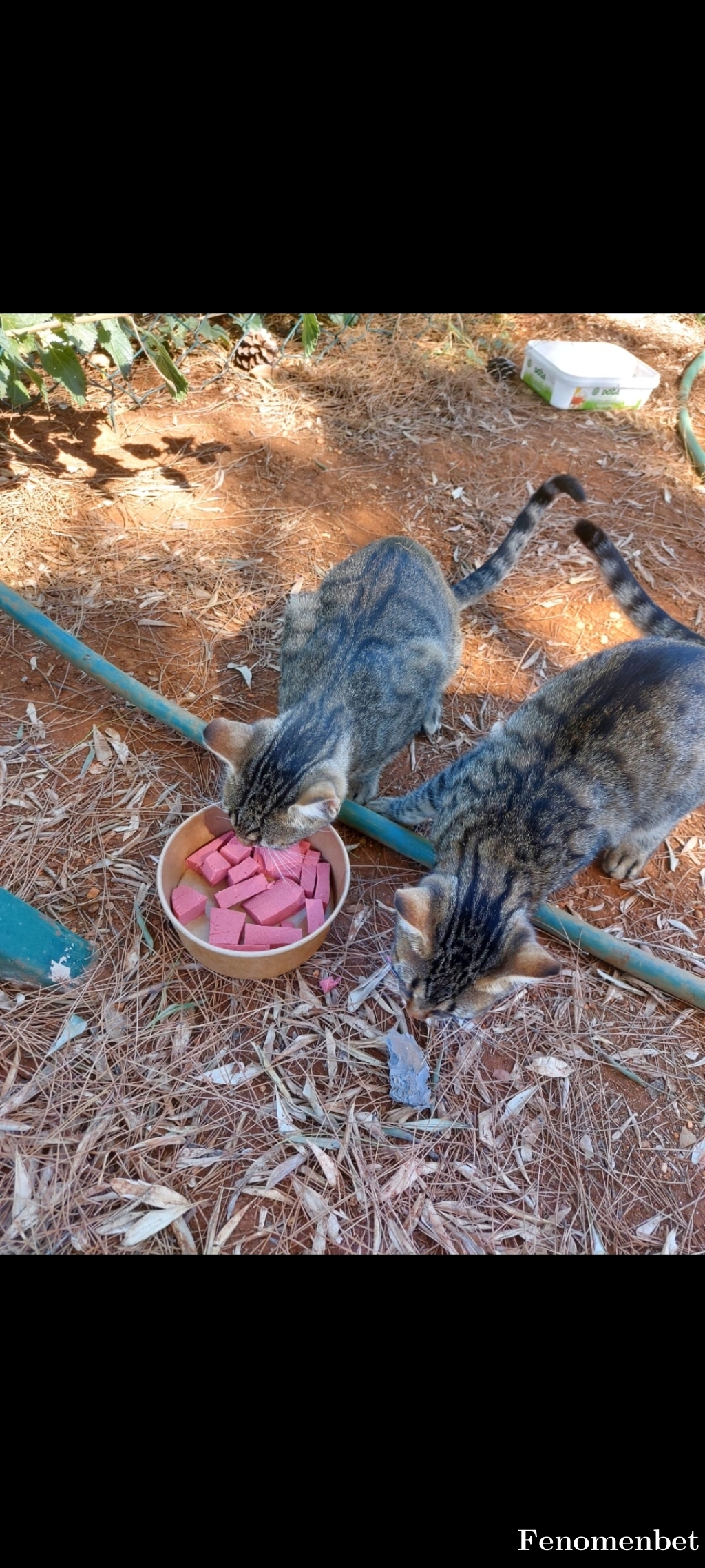 Burak2631 tarafından paylaşıldı