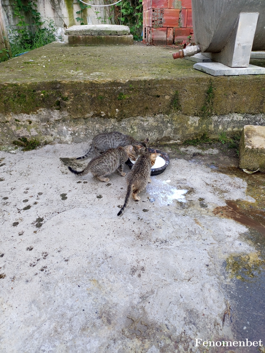 Kubrayasin67 tarafından paylaşıldı