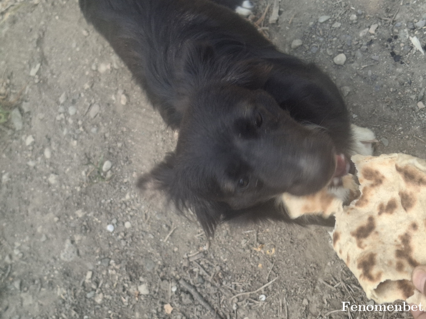 Pederpen01 tarafından paylaşıldı