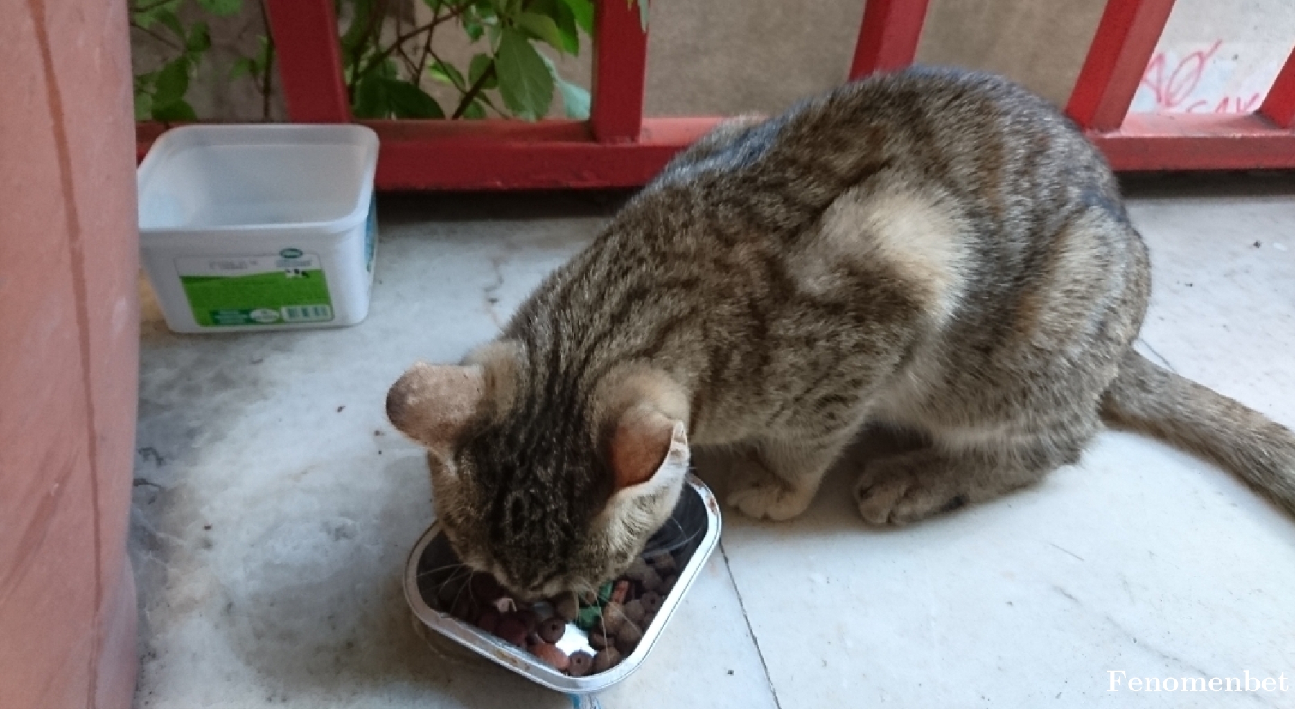 Ahdobod31 tarafından paylaşıldı