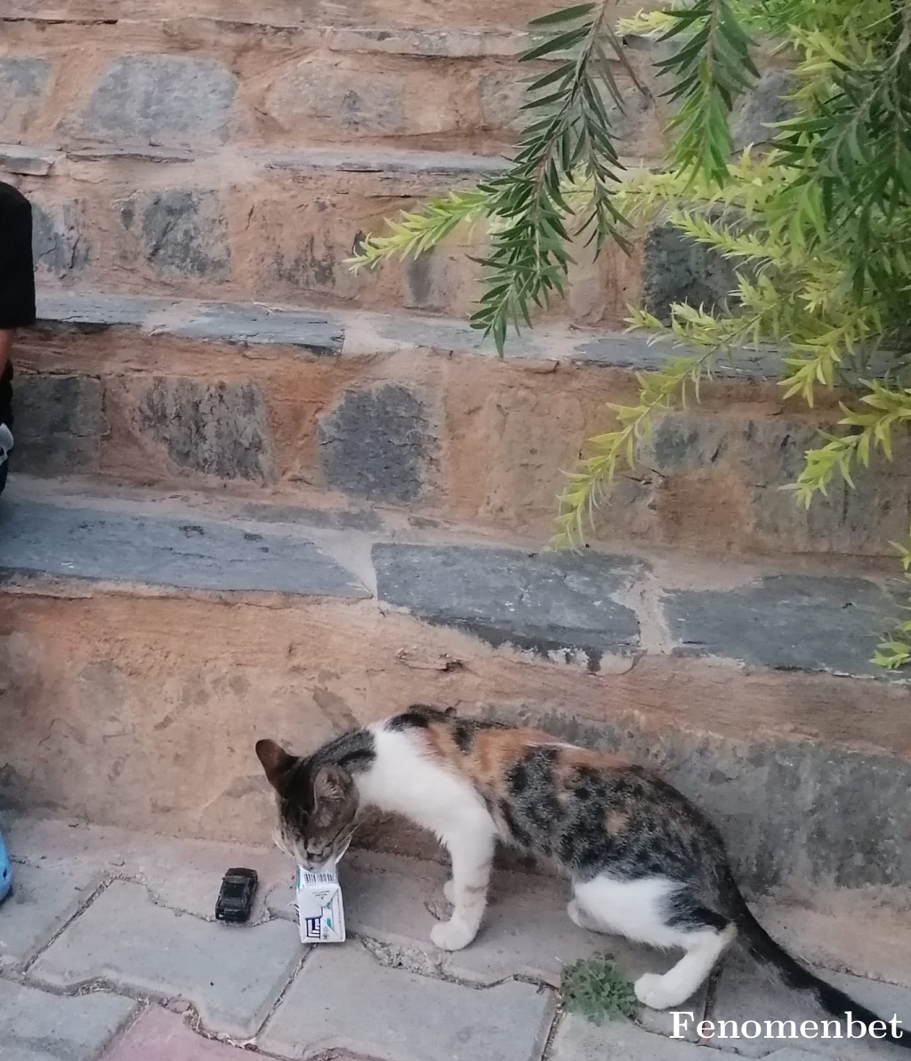 Tayfoo07 tarafından paylaşıldı